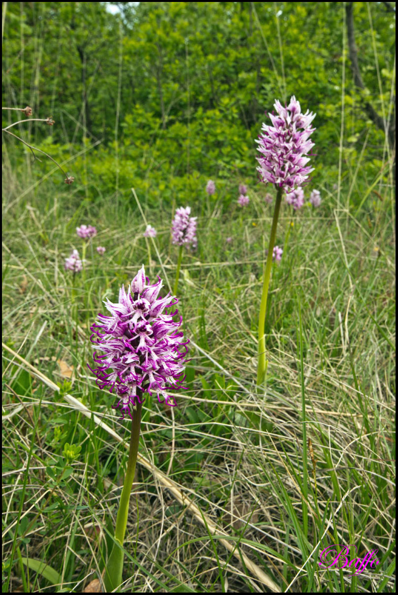 Orchis simia